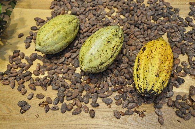 plody a semena kakaovníku