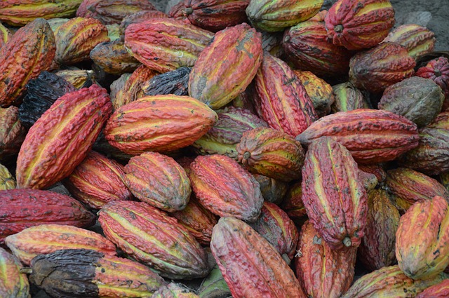 sklizeň kakaovníku